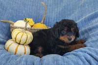 Smokey, a female Yorkipoo for sale in Fredericksburg, OH – 3 of 5