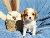 Tiny, a male Cavapoo for sale in Fredericksburg, OH – 1 of 7