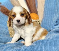 Toby, a male Cavapoo for sale in Fredericksburg, OH – 2 of 5
