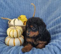 Smokey, a female Yorkipoo for sale in Fredericksburg, OH – 5 of 5