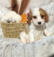 Teresa, a female Cavapoo for sale in Fredericksburg, OH – 3 of 5