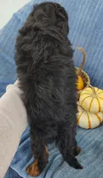 Smokey, a female Yorkipoo for sale in Fredericksburg, OH – 4 of 5