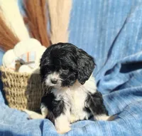 Trevor , a male Cavapoo for sale in Fredericksburg, OH – 2 of 6