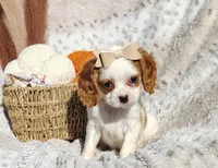Twinkle , a female Cavapoo for sale in Fredericksburg, OH – 4 of 6
