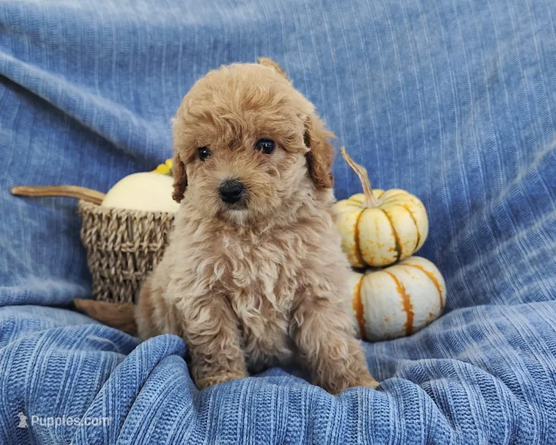 Snickers – Yorkipoo puppy for sale in Fredericksburg, OH