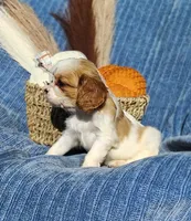 Tiny, a male Cavapoo for sale in Fredericksburg, OH – 4 of 7