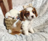 Tulip , a female Cavapoo for sale in Fredericksburg, OH – 2 of 6