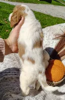Teresa, a female Cavapoo for sale in Fredericksburg, OH – 5 of 5