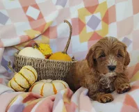 Sugar , a female Yorkipoo for sale in Fredericksburg, OH – 3 of 5