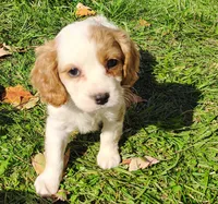 Toby, a male Cavapoo for sale in Fredericksburg, OH – 4 of 5