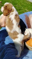 Tiny, a male Cavapoo for sale in Fredericksburg, OH – 7 of 7