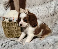 Tulip , a female Cavapoo for sale in Fredericksburg, OH – 5 of 6