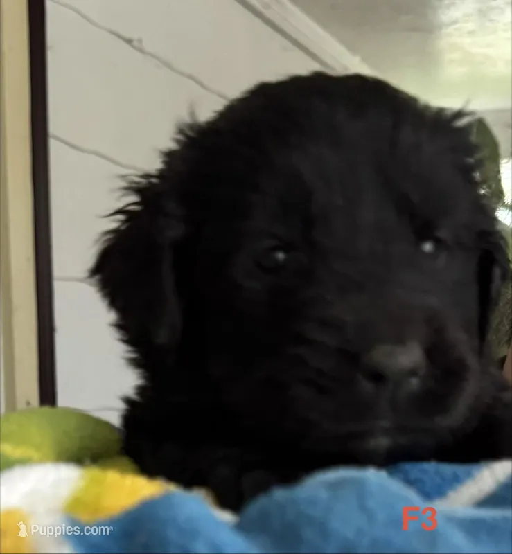 Female 3 – Newfoundland puppy for sale in Lisbon, CT