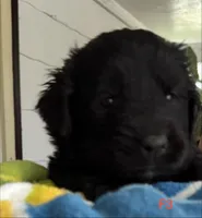Female 3, a male Newfoundland for sale in Lisbon, CT – 1 of 1