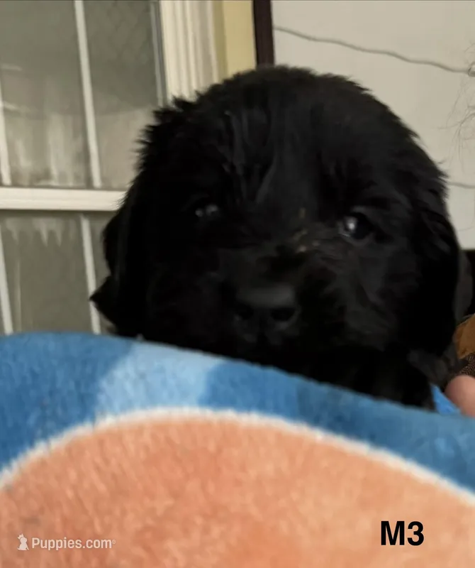 Male 3 – Newfoundland puppy for sale in Lisbon, CT