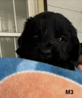 Male 3, a male Newfoundland for sale in Lisbon, CT – 1 of 1