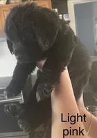 Female 2, a female Newfoundland for sale in Lisbon, CT – 2 of 3