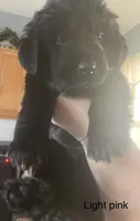 Female 2, a female Newfoundland for sale in Lisbon, CT – 1 of 3
