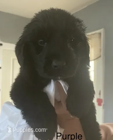 Female 3 – Newfoundland puppy for sale in Lisbon, CT