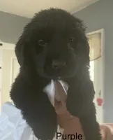 Female 3, a female Newfoundland for sale in Lisbon, CT – 1 of 3