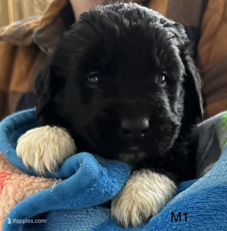 Male 1 – Newfoundland puppy for sale in Lisbon, CT