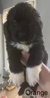Male 1, a male Newfoundland for sale in Lisbon, CT – 2 of 3
