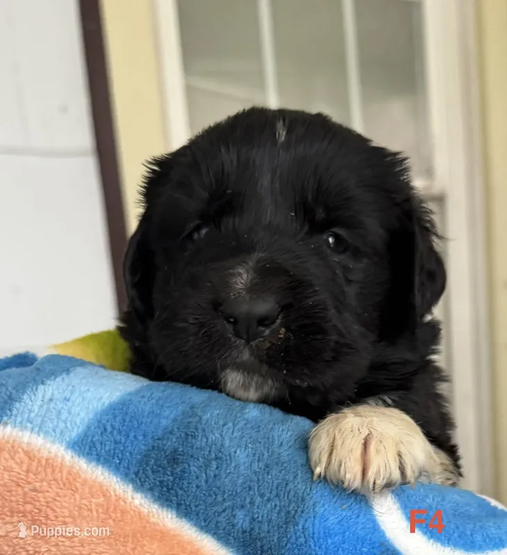 Female 4 – Newfoundland puppy for sale in Lisbon, CT