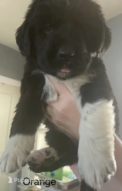 Male 1 – Newfoundland puppy for sale in Lisbon, CT