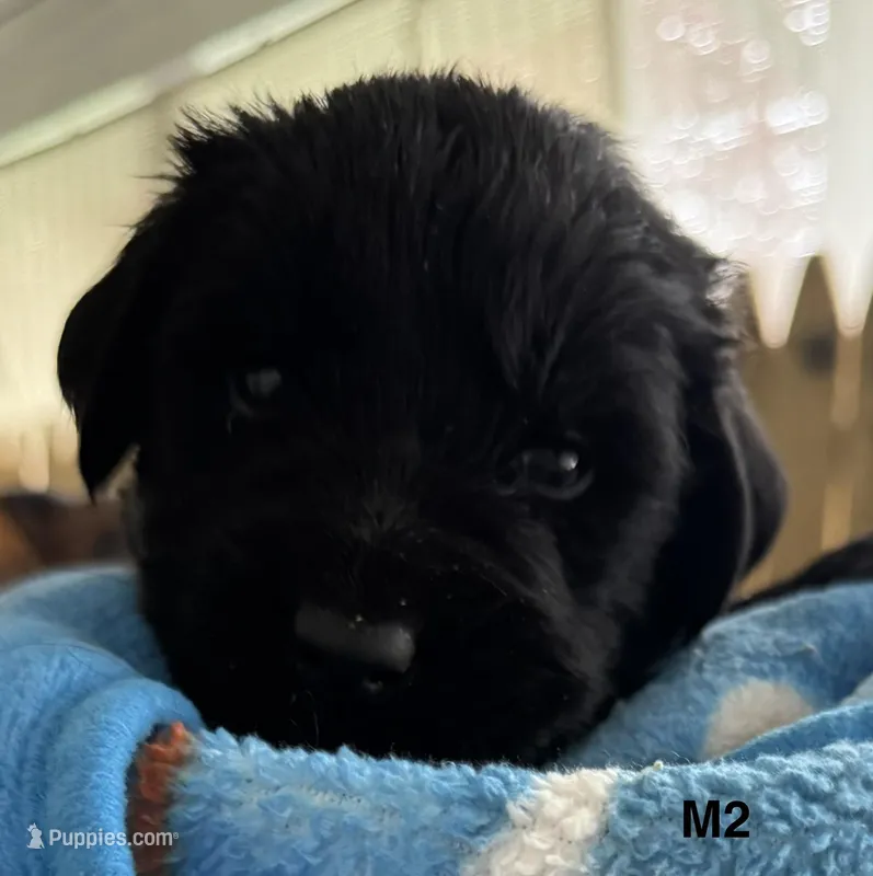 Male 2 – Newfoundland puppy for sale in Lisbon, CT
