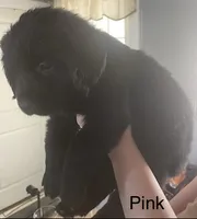 Female 1, a female Newfoundland for sale in Lisbon, CT – 2 of 3
