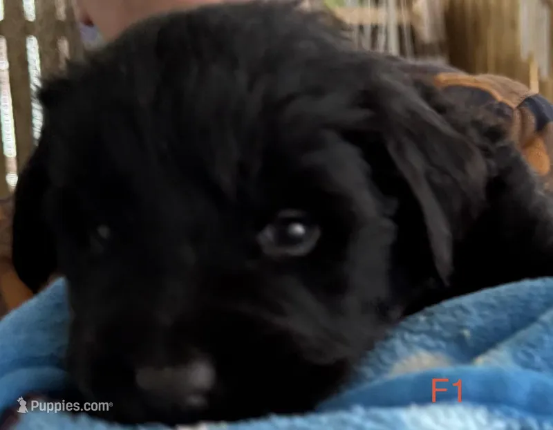 Female 1 – Newfoundland puppy for sale in Lisbon, CT