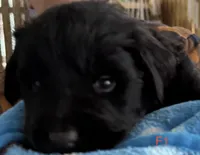 Female 1, a male Newfoundland for sale in Lisbon, CT – 1 of 1