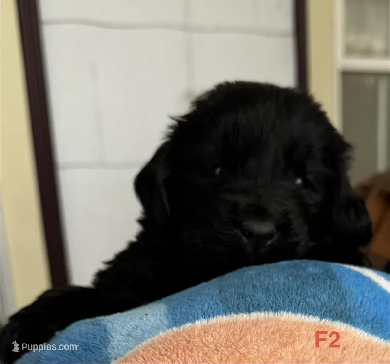 Female 2 – Newfoundland puppy for sale in Lisbon, CT