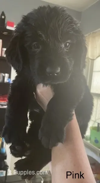 Female 1 – Newfoundland puppy for sale in Lisbon, CT