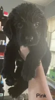Female 1, a female Newfoundland for sale in Lisbon, CT – 1 of 3