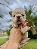 Grace, a female French Bulldog for sale in Sanford, FL – 3 of 10