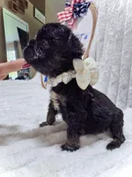Joy, a female French Bulldog for sale in Orlando, FL – 3 of 3