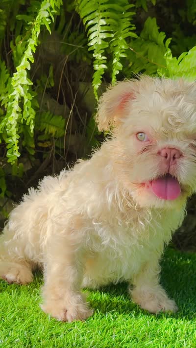 NEWSHADE FLOODLE ROJO🧸TEDDYFACE -500off🇺🇸, a female French Bulldog for sale in Mayo, FL – 6 of 10