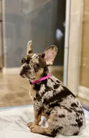 Lollipop 1860$, a female French Bulldog for sale in Vero Beach, FL – Photo 1 of 8