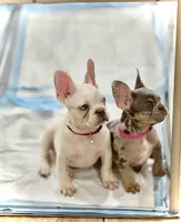 Lollipop 1860$, a female French Bulldog for sale in Vero Beach, FL – Photo 8 of 8