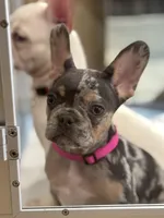 Lollipop 1860$, a female French Bulldog for sale in Vero Beach, FL – Photo 2 of 8