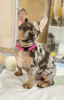 Lollipop 1860$, a female French Bulldog for sale in Vero Beach, FL – Photo 4 of 8