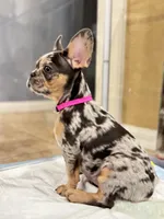 Lollipop 1860$, a female French Bulldog for sale in Vero Beach, FL – Photo 5 of 8