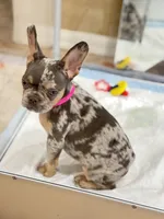Lollipop 1860$, a female French Bulldog for sale in Vero Beach, FL – Photo 6 of 8