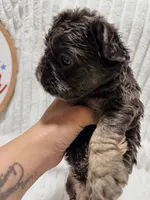 Bertha , a female French Bulldog for sale in Orlando, FL – 3 of 4