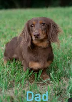 Dachshund longhairs, a female Miniature Dachshund for sale in Daytona Beach, FL – 2 of 10