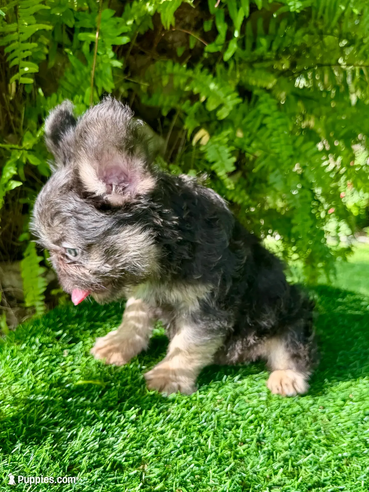 FLOODLE FRENCHIE TEDDYFACE🧸‼️, a female French Bulldog for sale in Mayo, FL – 4 of 6