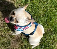 Mia, a female French Bulldog for sale in Orlando, FL – 2 of 7