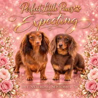 Dachshund longhairs, a female Miniature Dachshund for sale in Daytona Beach, FL – 1 of 10