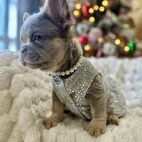 NewShadeIsabellaPink$3490, a female French Bulldog for sale in West Palm Beach, FL – Photo 8 of 8